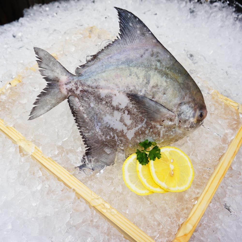 Chinese Pomfret( 400490g/Pack)